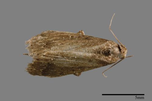 <已分類>Family：Crambidae[草螟科][00065369]