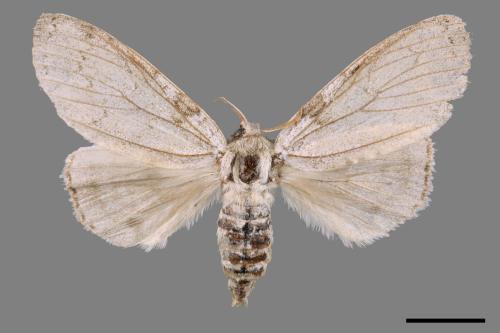 Calliteara postfusca[波茸毒蛾][00047257]
