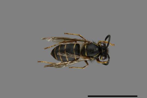 Vespula flaviceps[細黃胡蜂][00073325]