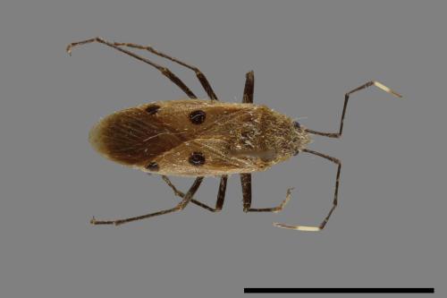 Physopelta quadriguttata[00026120]