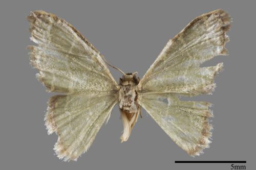 <已分類>Genus：Idaea[00042355]