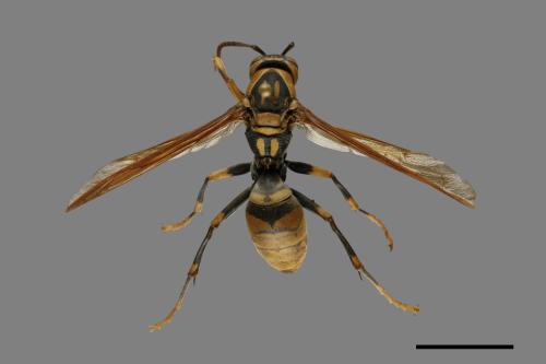 Polistes rothneyi[黃長腳蜂][00072570]