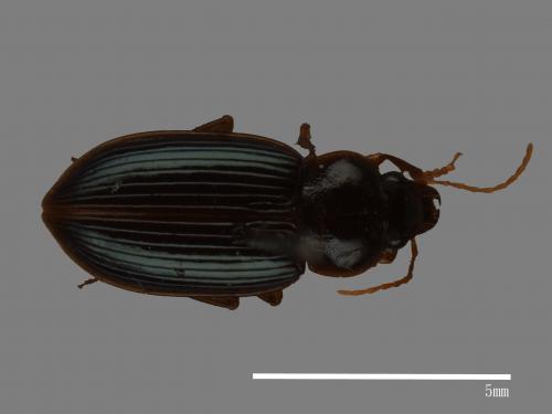 <已分類>Family：Carabidae[步行蟲科][00046548]