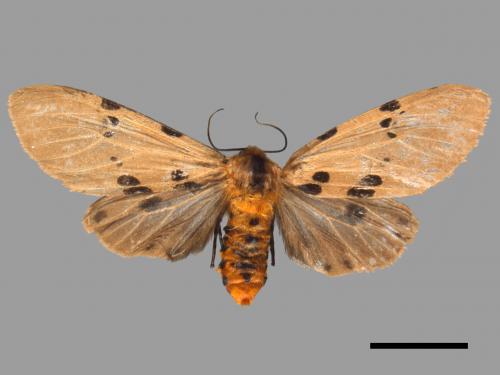Amsactoides solitarius[陽污燈蛾][00050293]