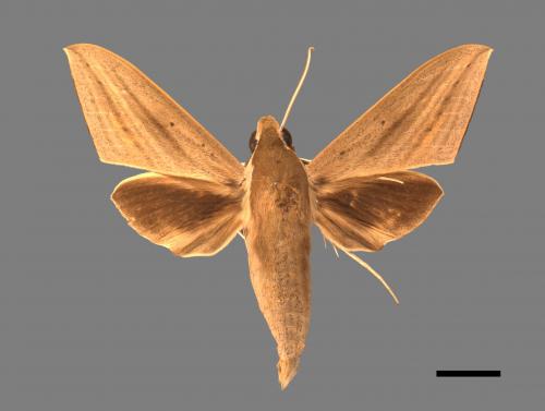 Theretra latreillii lucasii[直翅斜紋天蛾][00017088]