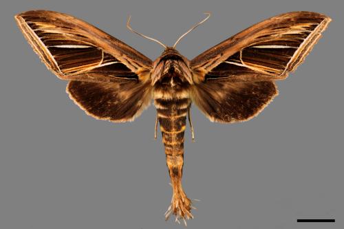 Megaschachia fulgurifera[00017263]