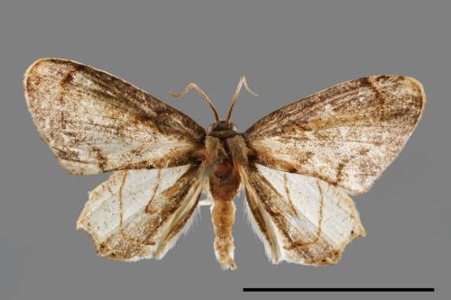 Warreniplema fumicosta[黃緣雙尾蛾][00012635]