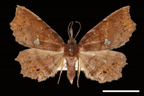 Eutrogia morosa[00007589]