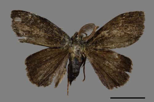Ilema olivacea[角斑毒蛾][00047925]