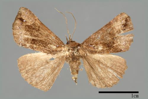 <已分類>Genus：Hypena[00009850]