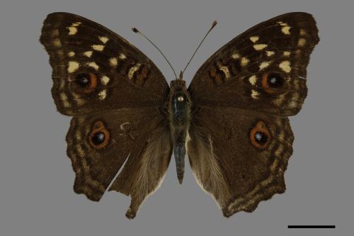 Junonia lemonias aenaria[眼紋擬蛺蝶][00101144]