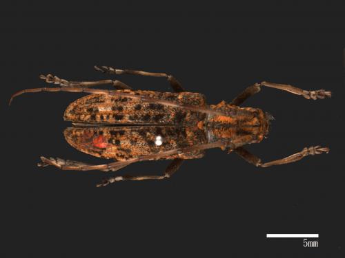 Monochamus alternatus[松斑天牛][00086176]