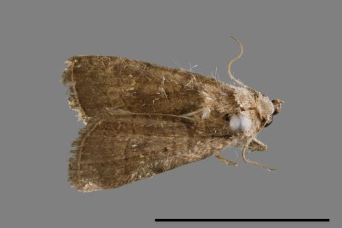 <已分類>Family：Noctuidae[夜蛾科][00010799]