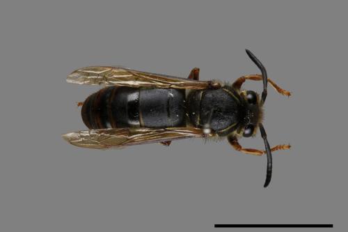 Vespula flaviceps[細黃胡蜂][00073493]