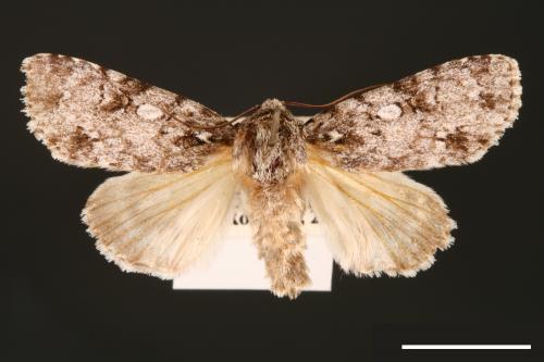 Acronicta albistigma[00000427]