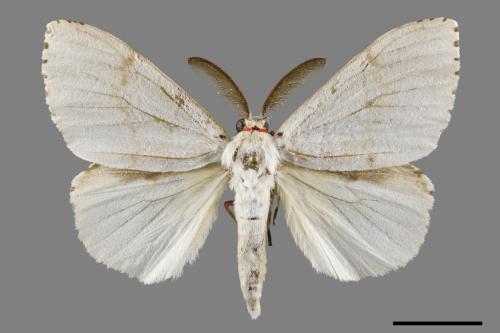 Lymantria xylina xylina[黑角舞蛾][00120335]