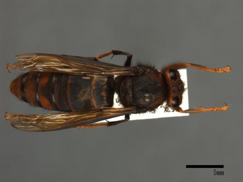 Vespa velutina[黃腳虎頭蜂][00096617]