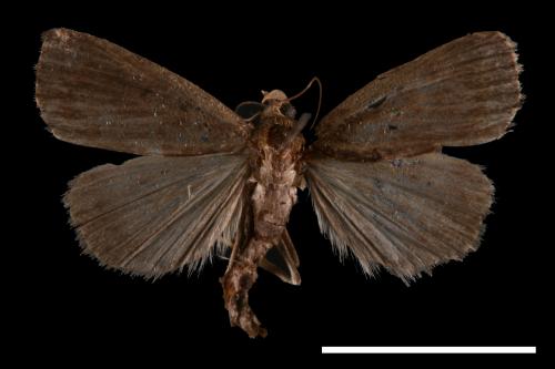 <已分類>Genus：Nodaria[00011262]