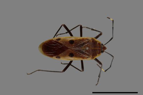 Physopelta quadriguttata[00040756]