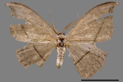 Albara reversaria opalescens[單帶鉤蛾][00044674]