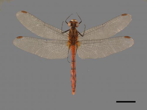 Sympetrum eroticum ardens[焰紅蜻蜓][00103491]