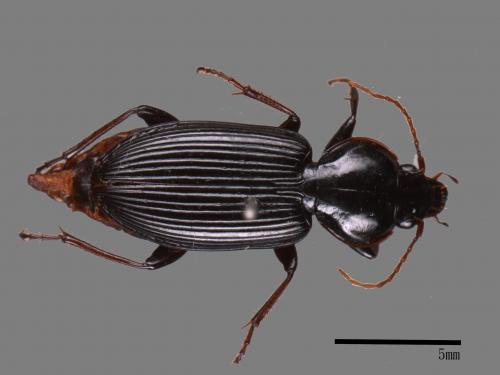 <已分類>Family：Carabidae[步行蟲科][00081946]
