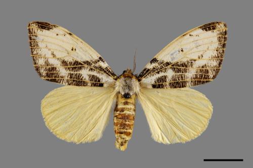 Locharna strigipennis[00071047]