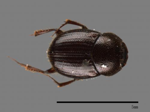 Onthophagus hsui[00041894]