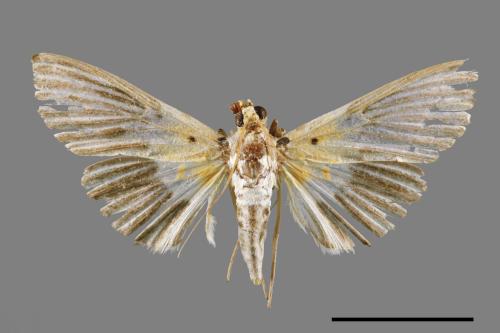 Nevrina procopia[車輪螟蛾][00045325]