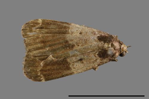 <已分類>Family：Noctuidae[夜蛾科][00010957]