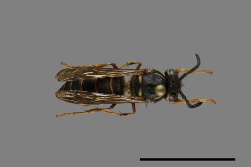 Vespula flaviceps[細黃胡蜂][00073063]