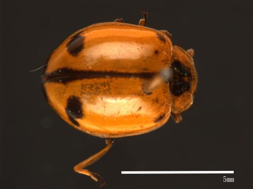 Harmonia octomaculata[八斑和瓢蟲][00085074]