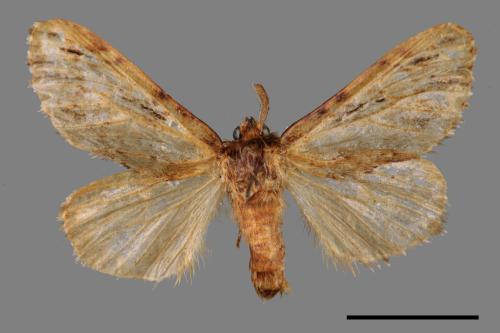 Microphalera grisea yoshimotoi[灰小掌舟蛾][00059635]