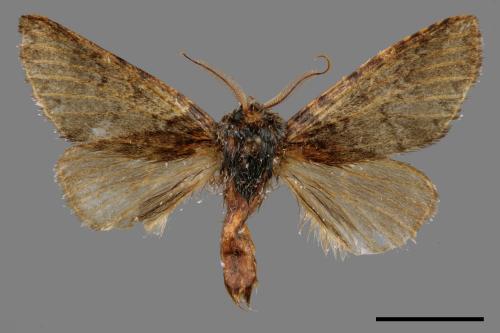 Pseudofentonia nigrofasciata[00059317]