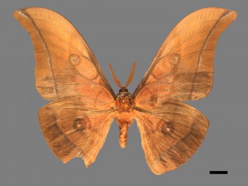 Antheraea yamamai superba[大透目天蠶蛾][00016124]