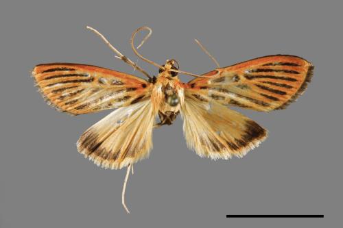 Tyspanodes striatus[00065485]