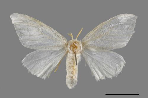 <已分類>Genus：Euproctis[00055856]