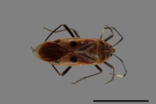 Physopelta quadriguttata[00040792]
