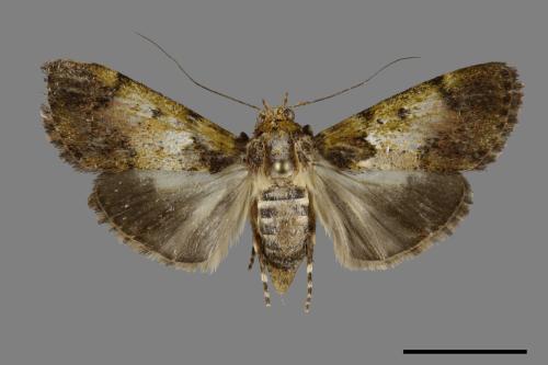 <已分類>Family：Pyralidae[螟蛾科][00093223]