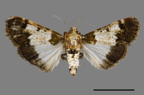 Teliphasa albifusa[00065944]