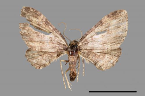 Pseudocollix hyperthra catalalia[鏽斑波尺蛾][00044772]