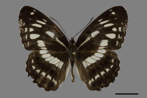 Limenitis sulpitia tricula[臺灣星三線蝶][00094038]