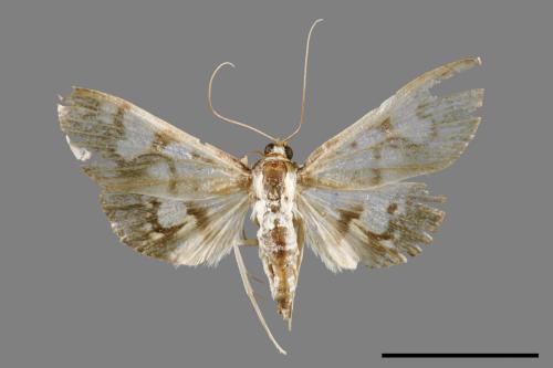 <已分類>Family：Crambidae[草螟科][00066719]