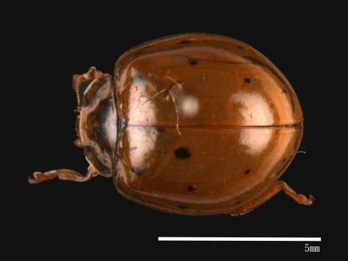 Harmonia sedecimnotata[星點褐瓢蟲][00013097]