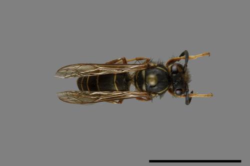 Vespula flaviceps[細黃胡蜂][00073014]