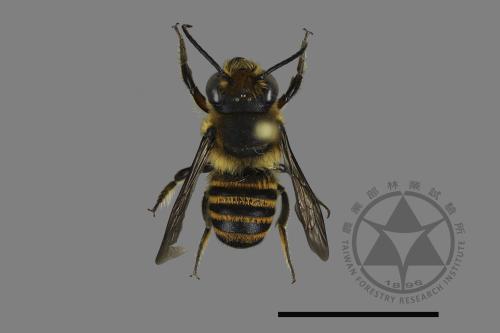 <已分類>Genus：Megachile[切葉蜂屬][00196796]