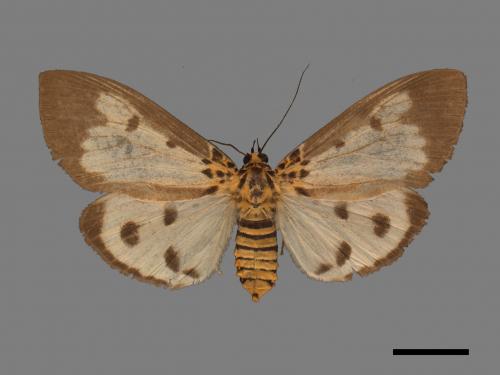 Asota plana lacteata[長斑擬燈蛾][00045578]