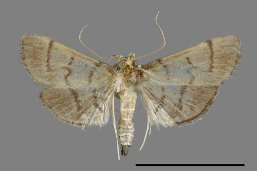 <已分類>Family：Crambidae[草螟科][00100609]