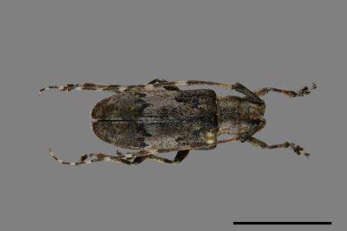 Mesoereis koshunensis koshunensis[恆春大星斑天牛][00092199]