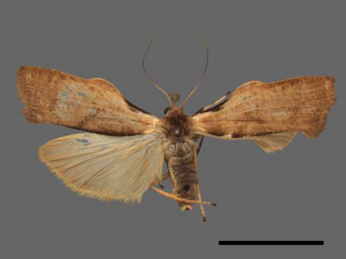 Teulisna tumida[膨圖苔蛾][00023518]
